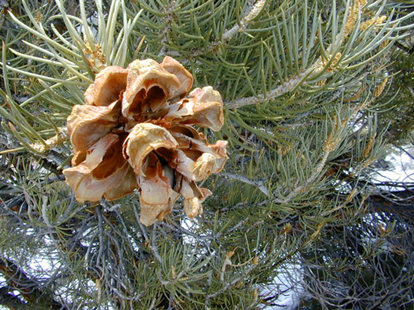 <p>Pinus edulis, Pinaceae<br><br>-range only in 4 corners states, needles super curved, 2 needles per fascicle, cones super short (look cut in half), edible pine nuts</p>
