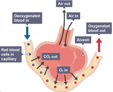 <p>The large _________ ______ of interaction between the alveoli and capillaries allows the respiratory system to assist in thermoregulation through _____________ and ________________ of the capillary beds. </p>