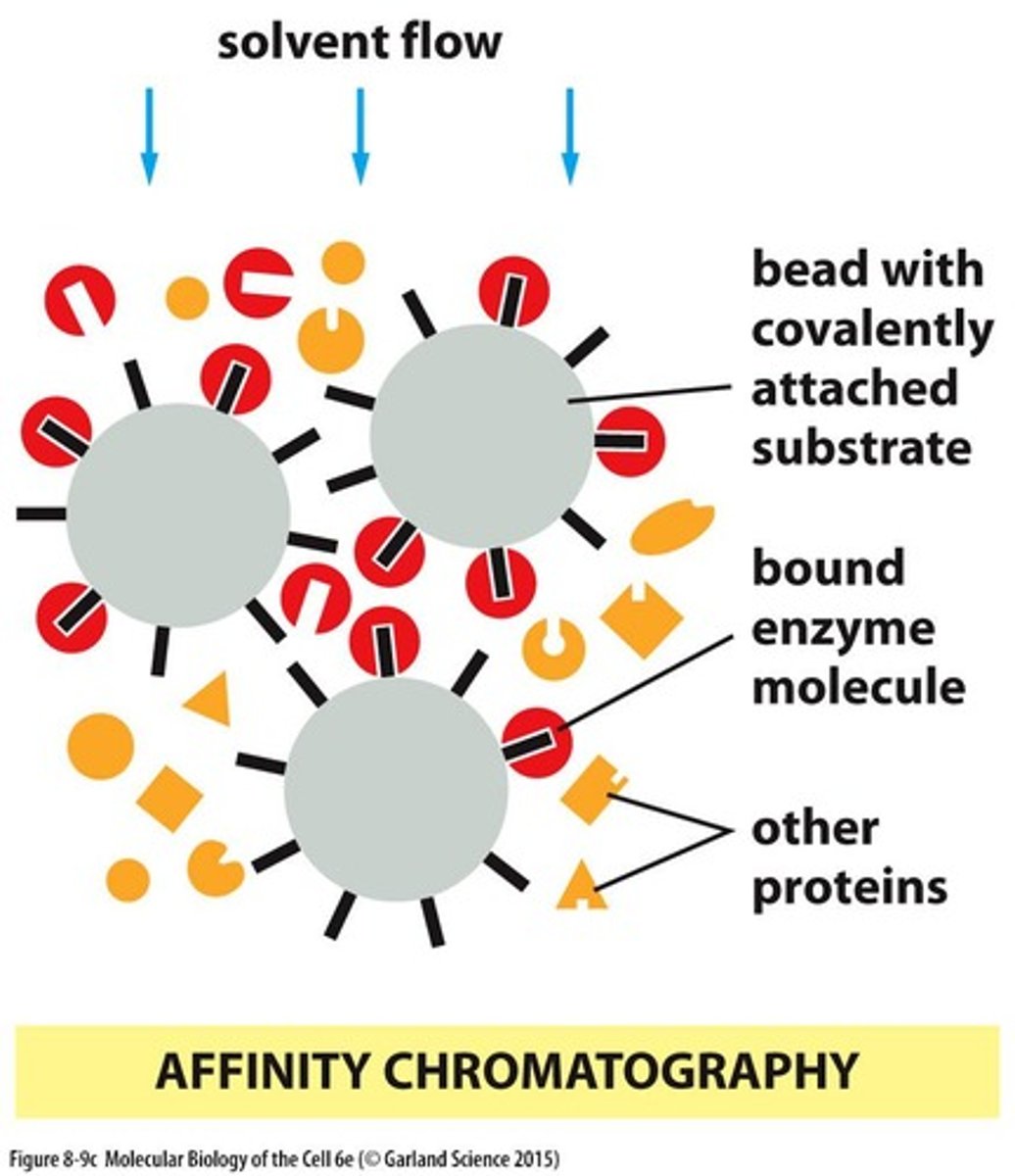 <p>Technique using specific interactions to purify proteins.</p>