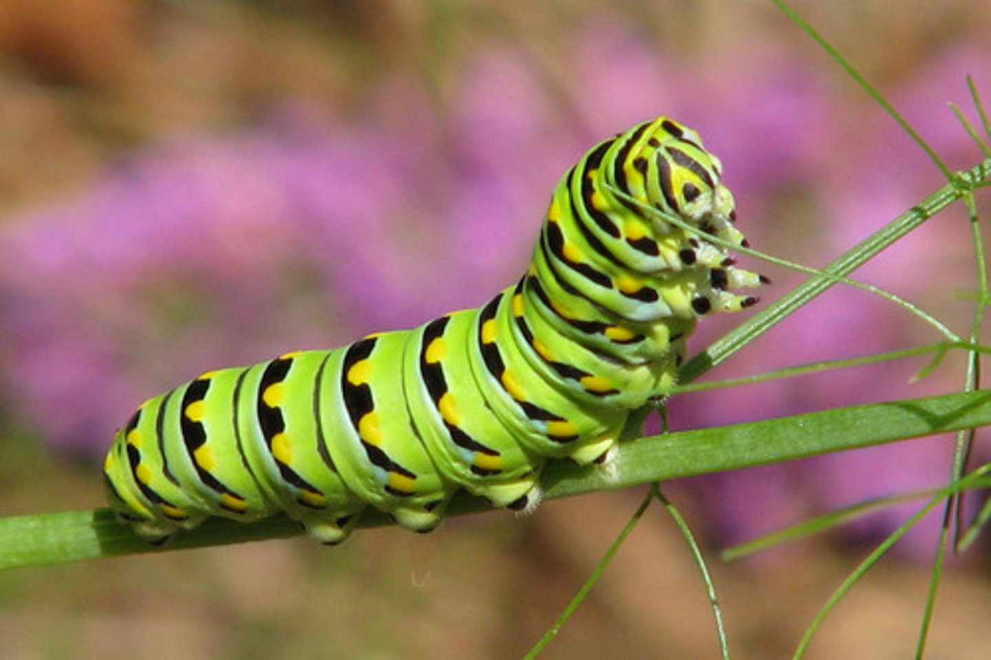 <p>The larval stage of a butterfly or moth. (sâu bướm)</p>