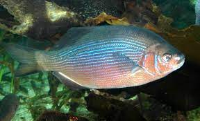 * 15 horizontal blue stripes on copper or reddish body
* 15 in. in length
* abundant in schools