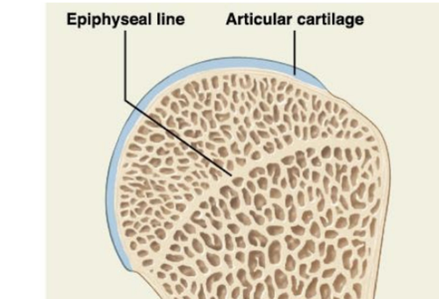 <p>"growth line"</p>
