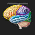 <p>Which lobe is in yellow?</p>