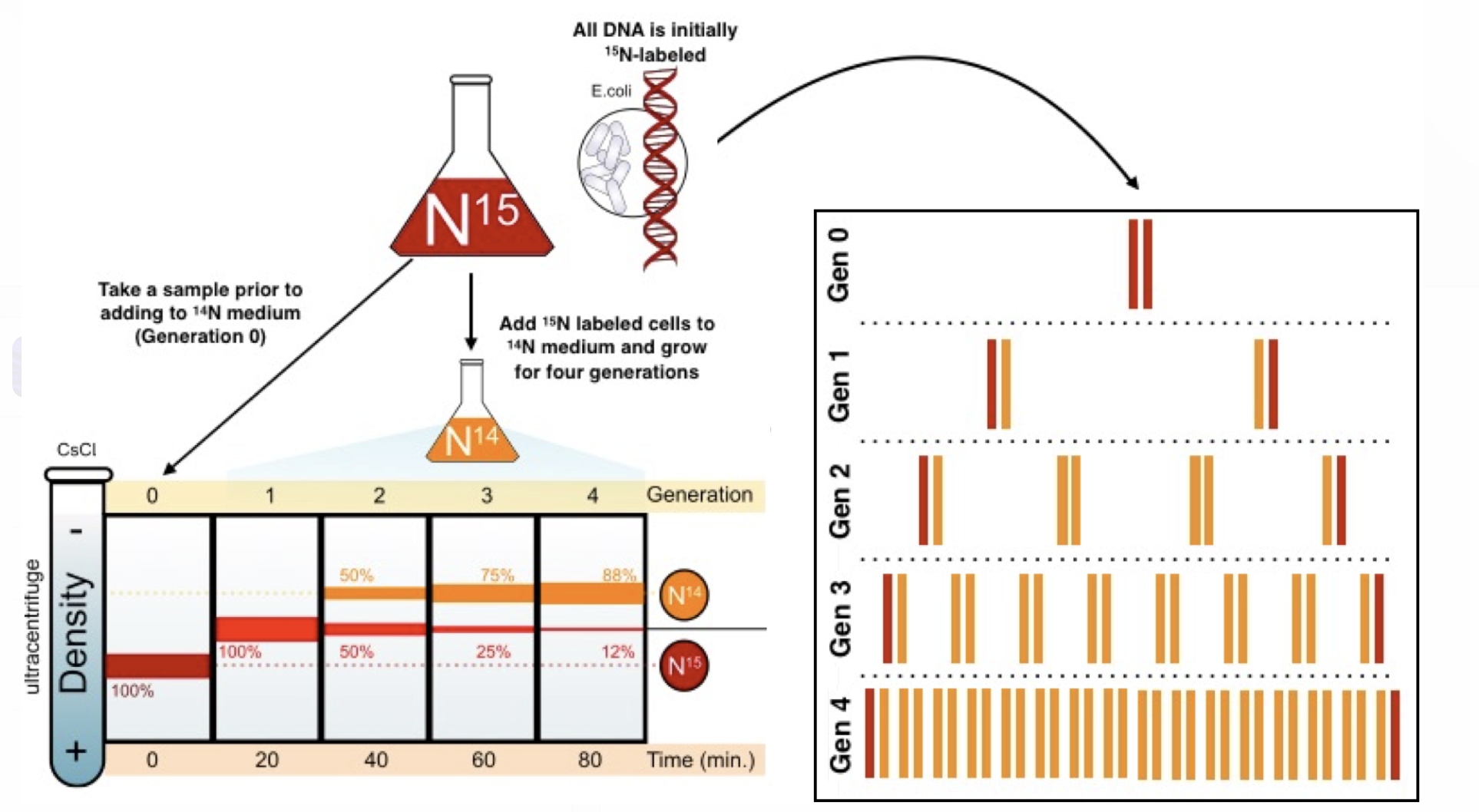 <p>confirmed that DNA replicated through semi-conservative model; used heavier 15N isotope of <em>E. coli </em>DNA as well as a natural light 14N DNA media to measure how much of the 15N was in the sample after each replication</p>
