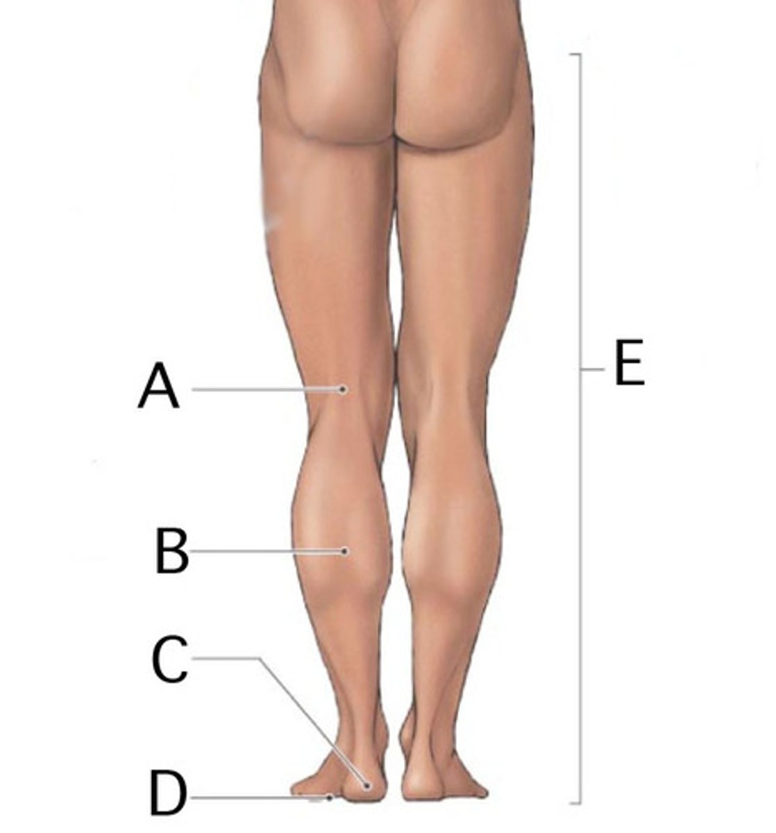 <p>below the hip (leg)</p>