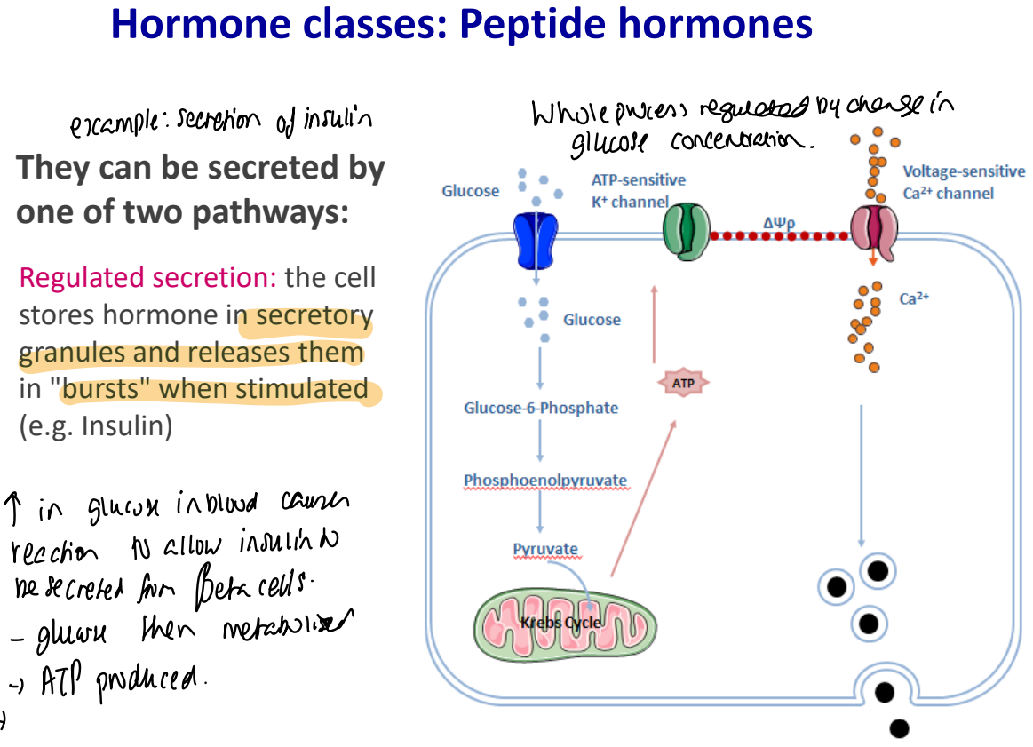 <p><strong><u>Regulated secretion:</u></strong> </p><p>The cell stores hormone in secretory granules and released them in bursts when stimulated e.g. insulin triggered by an increase of glucose in the blood</p><p><u>Mechanism:</u></p><p>1) Insulin is synthesised in the beta cells of the pancreas in insulin secreting granules</p><p>2) Upon increase of blood glucose levels, glucose enters the pancreas beta cells via glucose transporters where it will be metabolised which will cause the release of ATP</p><p>3) This increase in ATP will close ATP sensitive K+ channels which will change the electronic charge of the cell membrane</p><p>4) This allows the voltage sensitive calcium channel to be opened - calcium moves into the beta cells via diffusion = phosphorylation of various proteins (insulin receptor substrates) which allows the insulin in the granules to be fused onto the cell membrane and then released into the blood</p><p>—</p><p><strong><u>Constitutive secretion:</u></strong></p><p>The cell does not store hormone but secretes it from secretory vesicles as it is synthesised e.g., FSH (follicle-stimulating hormone) or testosterone</p>