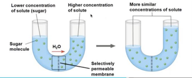 <p>the diffusion of water across a selectively permeable membrane ; Water diffuses across a membrane from the region of lower solute concentration to the region of higher solute concentration until the solute concentration is equal on both sides</p>