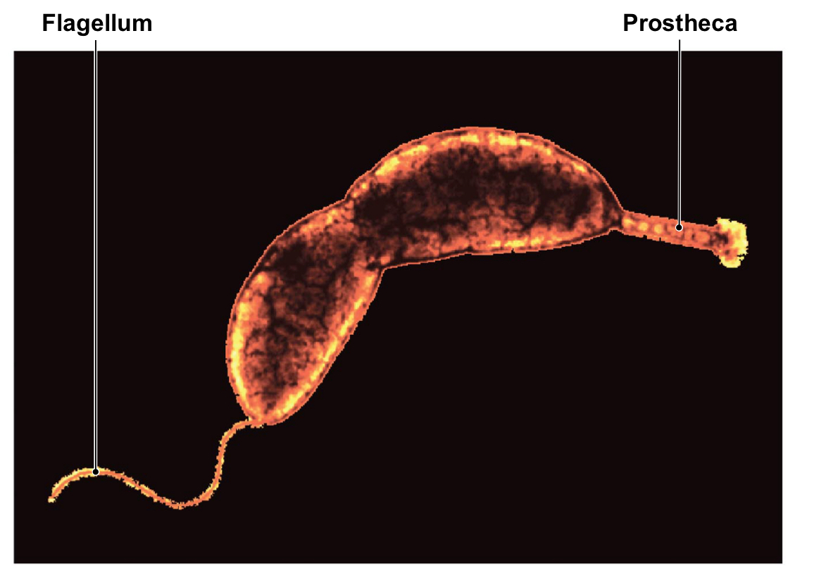 <p>Often capable of growing at low nutrient levels</p><p>Some species have extensions called prosthecae</p><p>Used for attachment to surfaces and nutrient absorption</p><p>Nitrogen fixers</p><p>Two genera important to agriculture Azospirillum( helps with nutrient intake), Rhizobium (makes NH4)</p><p>Grow in association with the roots of plants</p><p>Are pathogenic to humans </p>