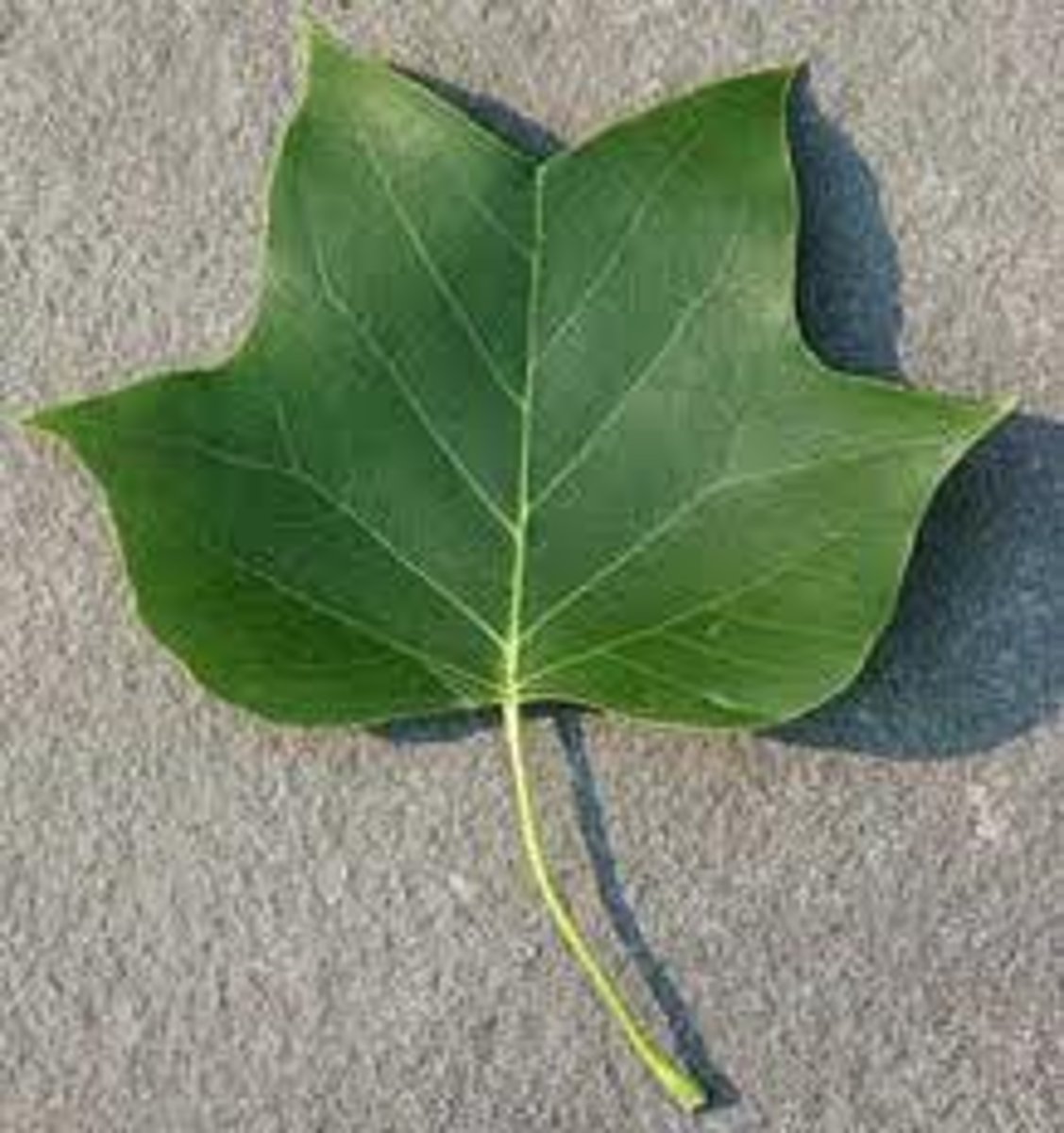 <p>Liriodendron tulipifera, Magnoliaceae</p>
