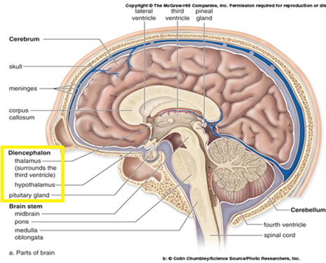 <p>a. Fornix right at the top of the diencephalon b. intermediate mass of the thalamus c. hypothalamus, mammillary body d. hypophysis (pituitary) e. corpora quadrigemina</p>