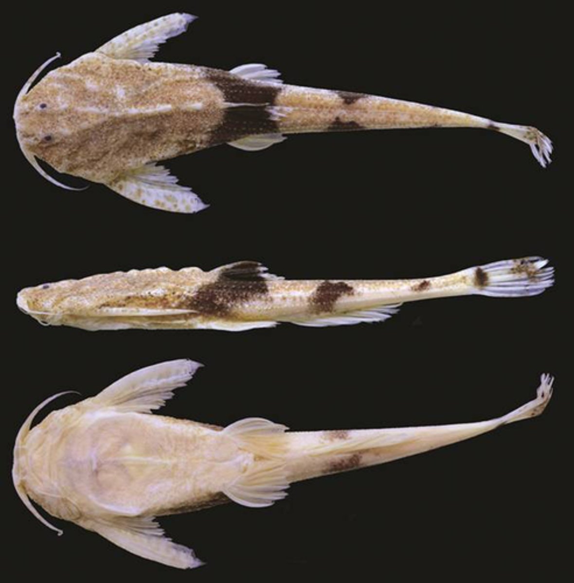 <p>banjo catfish</p>