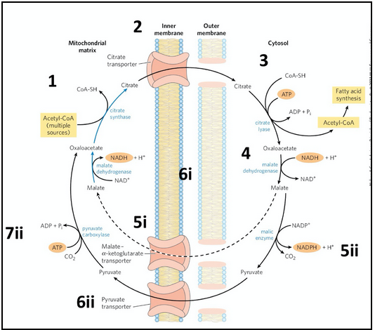 <ul><li><p><span style="background-color: transparent;">We need to get the acetyl-CoA which is required to make a lipid into the cytoplasm</span></p></li><li><p><span style="background-color: transparent;">Acetyl-CoA is produced in the mitochondrial matrix by pyruvate dehydrogenase -- but acetyl-CoA cannot diffuse through the mitochondrial membrane to the cytoplasm</span></p></li><li><p><span style="background-color: transparent;">TCA/Kreb’s cycle converts acetyl-CoA into citrate and there IS a transporter for citrate</span></p></li><li><p><span style="background-color: transparent;">Citrate in the cytoplasm is converted into acetyl-CoA by citrate lyase → for fatty acid synthesis</span></p></li><li><p><span style="background-color: transparent;">But now need to restore the mitochondrial stores of citrate</span></p><ul><li><p><span style="background-color: transparent;">The product of citrate lyase is oxaloacetate, which after conversion to malate, can diffuse through the outer mitochondrial membrane and be transported back into the matrix</span></p></li><li><p><span style="background-color: transparent;">OR: malate can be converted to pyruvate by malic enzyme which is transported into the matrix by the pyruvate transporter and converted into oxaloacetate. This pathway involving malic enzyme produces NADPH -- which is required for fatty acid syntehsis and is one of the major ways in which the cell generates this essential electron acceptor.&nbsp;</span></p></li></ul></li><li><p><span style="background-color: transparent;">The return of oxaloacetate back into the mitochdonrial matrix is facilitated by one of these two transporters:</span></p><ul><li><p><span style="background-color: transparent;">Malate-𝛼-ketogluterate transporter = transports malate into the matrix where it is reoxidized to oxaloacetate by malate dehydrogenase</span></p></li><li><p><span style="background-color: transparent;">Pyruvate transporter = transports pyruvate into the matrix where it is converted to oxaloacetate by pyruvate carboxylase</span></p></li></ul></li></ul><p></p>