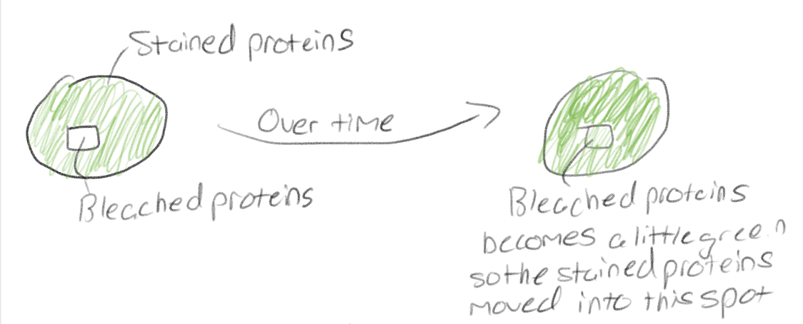 <p>There were stained proteins with green dye on a cell membrane and they bleached a square on the cell membrane making all proteins white</p><p>The white square started to turn a little bit green after a while meaning that the stained proteins with green dye moved it the bleached square</p>