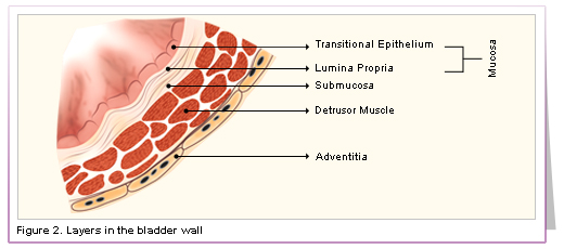 <p>Anatomy of the Urinary Bladder </p>