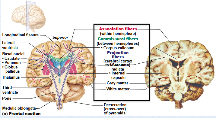 <p>(Communication) </p><p></p><p>(Association) (Commissural) (Projection)</p>