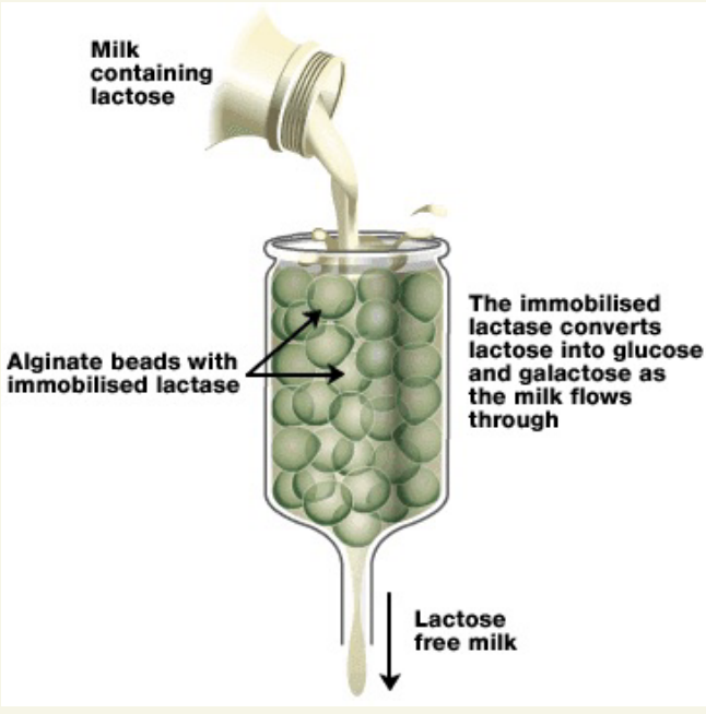 <ul><li><p>milkcontaing lactose poured through container with alginate beeds with immobilised lactose </p></li><li><p>lactose converted into glucose as milks flow through</p></li></ul><p></p>