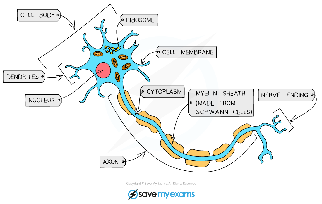 <p>- axon: long fibre helps electrical impulse to pass through nerve cell</p><p>- Myelin sheath: insulated by Shwann cells- so nerve impulse is transmitted faster</p><p>- Dendrites: to make connections to other neurones + communicate easily</p>