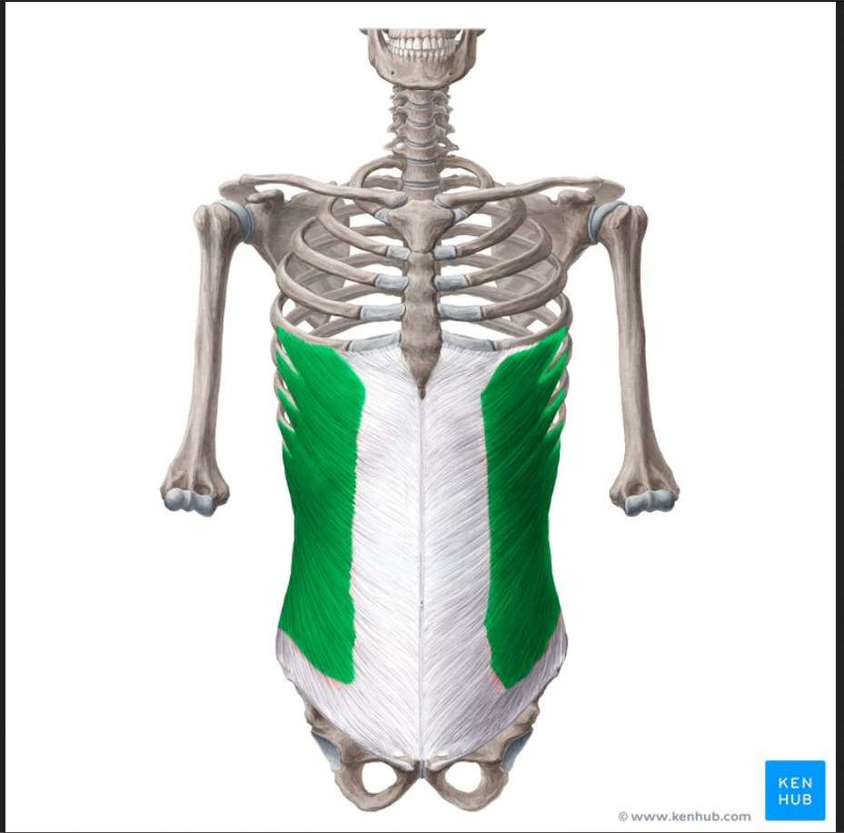<p>Muscle of the face head and neck:</p><p>External Oblique</p>