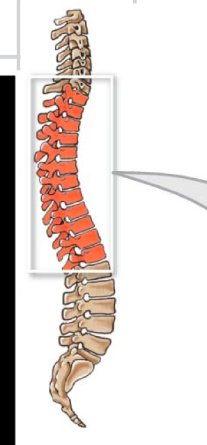 <p>Which Vertebrae is this? </p>