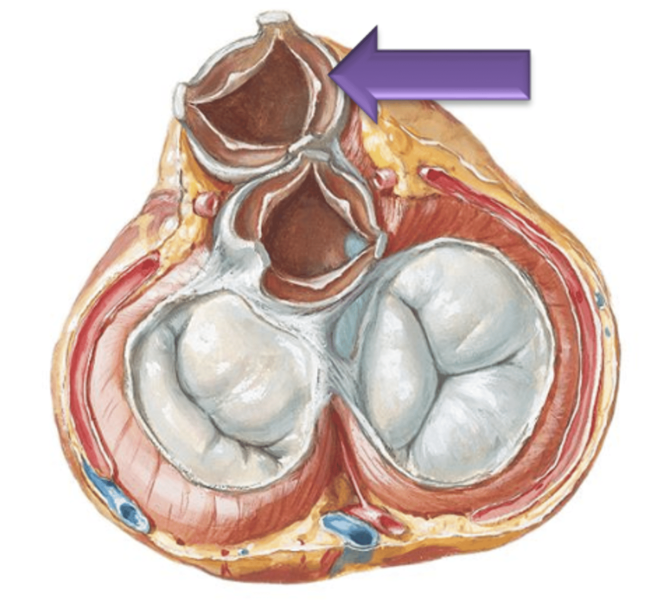 <p>The spaces between the cusps and the wall of the vessel.</p>
