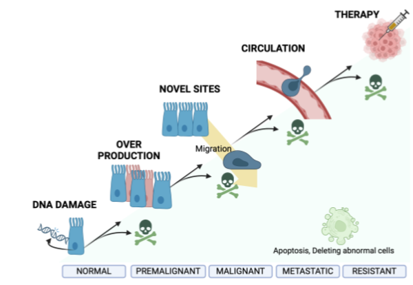 <p>Normal - Premglinant - Maglinant - Metastatic - Resistant</p>