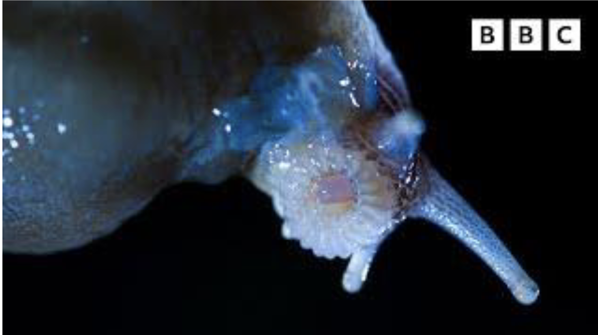 <p>Individuals in some hermaphroditic species play equal roles in mating while individuals in other species do not </p>