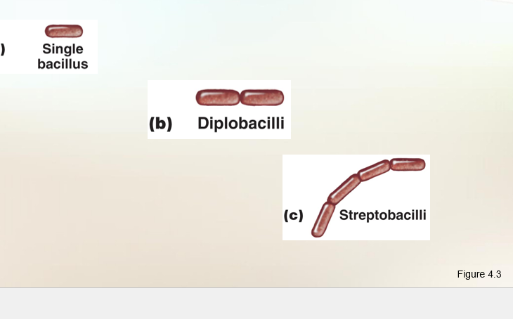 <ol start="2"><li><p><span style="background-color: transparent;"><strong>Bacillus or Bacillus </strong> (rod-shaped)<br><br>- Can be used as a scientific name or to describe a shape</span></p></li></ol><p></p>