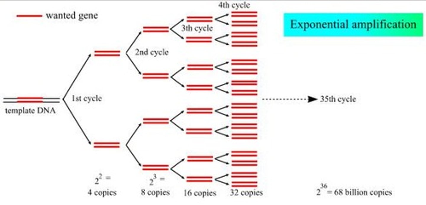 <p>The cycle repeats 40 times to continuously produce millions/billions of copies of the original DNA strand.</p>