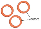 <p>It is a circular piece of DNA used as a vector</p>