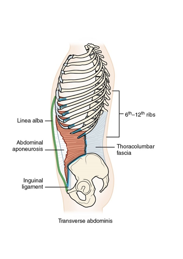 <p>Deepest abdominal muscle, vital for core stability, with functions in compressing the abdomen. </p>