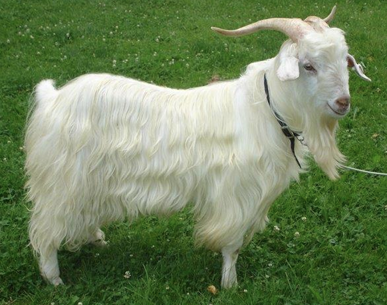 <ul><li><p>Produce a luxury fiber known as Cashmere</p><ul><li><p>Comes from a variety of goats</p></li></ul><ul><li><p>Very short &amp; extremely fine</p></li><li><p>Long, <strong>straight </strong>hair</p></li></ul></li><li><p>White is the most desired color because it enables the ability to dye it</p></li></ul><p></p>
