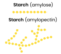 <p><u>Energy store in plant cells</u></p><p></p><p>● <strong>Polysaccharide </strong>of <strong>α-glucose</strong></p><p>● Some has <strong>1,4-glycosidic bonds</strong> so is <strong>unbranched </strong>(amylose)</p><p>● Some has<strong> 1,4- and 1,6-glycosidic bonds</strong> so is <strong>branched </strong>(amylopectin) </p>
