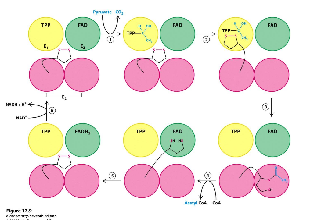 <p>Describe action of acetylcoenzyme</p>