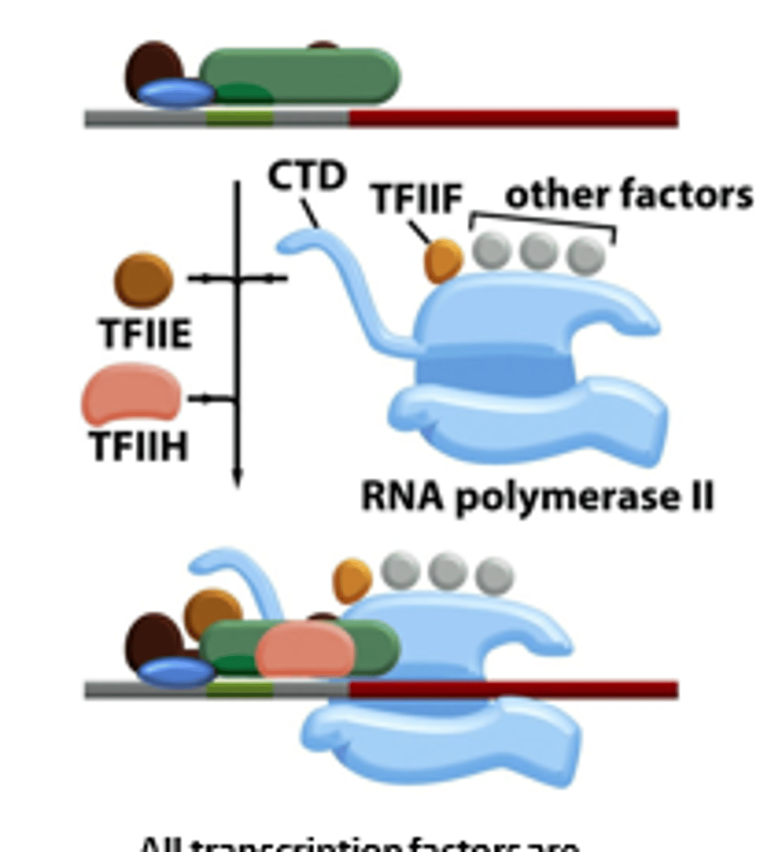 <p>After RNA polymerase II and TFIIF bind to the promoter, TFIIE binds to the complex and recruits TFIIH</p><p>Regulates TFIIH activity</p>
