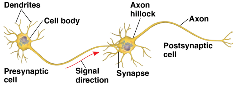 <p>functions in receipt, processing, and transmission of information</p><ul><li><p>contains: neurons (transmit nerve impulses) and glial cells (support cells)</p></li></ul><p></p>