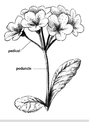 <p>flowers, peduncle, pedicel</p><p>indeterminate, determinate</p>