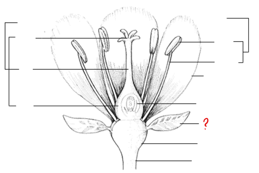 <p>leaf-like parts that form the outer whorl of the entire floral branch; internally similar to leaves: epidermis, mesophyll, and ramified vascular systems; maybe replaced with bracts in some species</p>