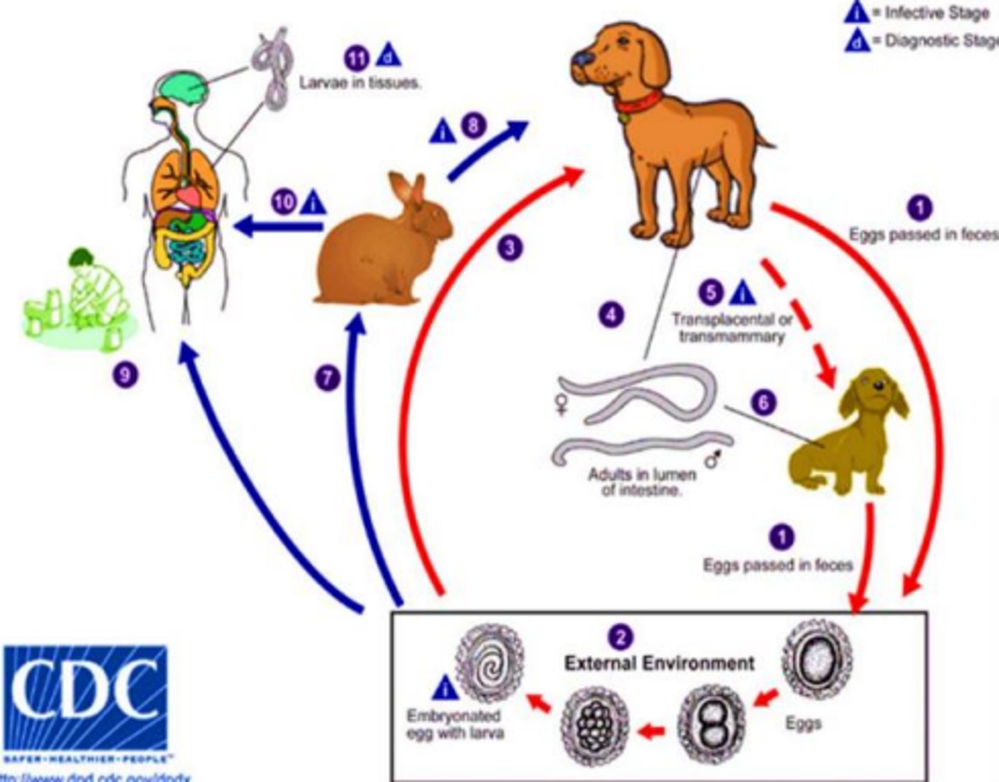 knowt flashcard image