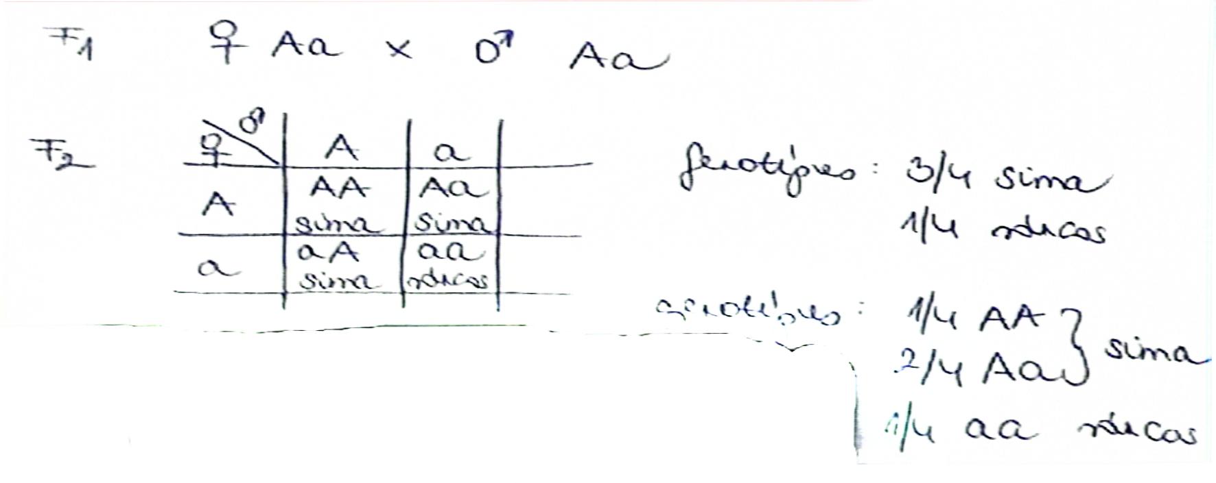 <p><span style="background-color: rgba(0, 0, 0, 0); line-height: 18.3458px;"><strong><span>Hasadás törvénye</span></strong></span><br>- <span style="line-height: 18.3458px;"><strong><span>Az első utódnemzedék tagjainak egymás közti keresztezéséből származó második utódnemzedékben az eredeti szülői tulajdonságok ismét megjelennek.</span></strong></span></p><p><span style="line-height: 18.3458px;"><span>Az F</span><sub><span>1</span></sub><span> nemzedék tagjait egymás között keresztezve kapjuk az F</span><sub><span>2</span></sub><span> nemzedéket. </span></span><br><span><span>Az eredeti szülői nemzedék mindkét fenotípusa megtalálható az utódok között.</span></span></p>