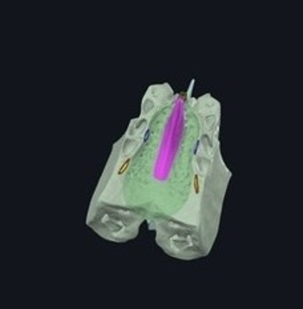 <p>Vertical projection for brain membrane attachment.</p>