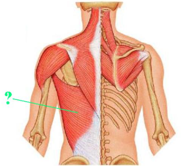 <p><span>Identify the indicated muscle.</span></p>