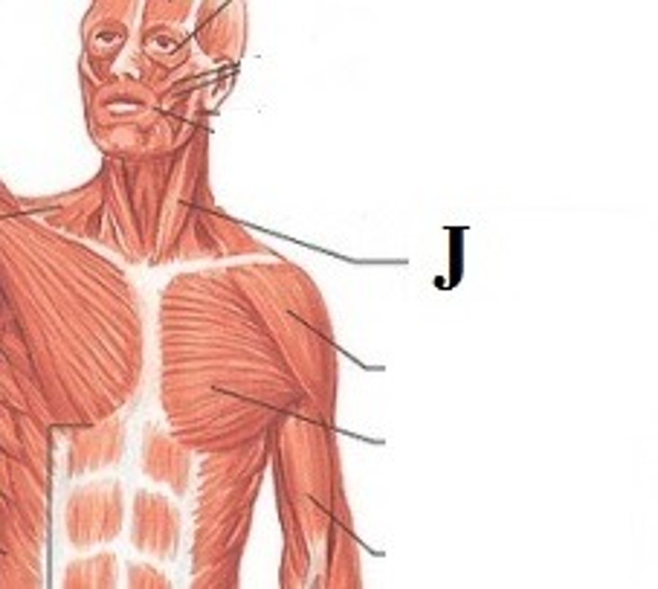 <p>DEFINITION</p><p>of this muscle is to rotate the head to the opposite side or obliquely rotate the head. It also flexes the neck. When both sides of the muscle act together, it flexes the neck and extends the head.</p>