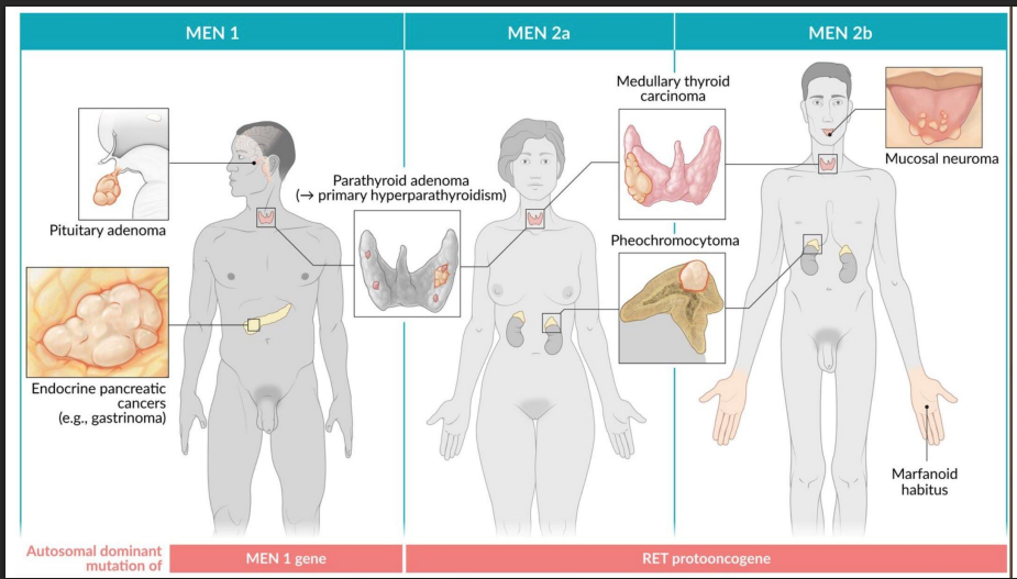 <ul><li><p>ALL: <strong>AD</strong></p></li><li><p><strong>MEN 1 = 3 P's</strong>: <em>Parathyroid, Pituitary, Pancreas</em></p><ul><li><p>Mutation: <em>MEN1</em> (tumor suppressor)</p></li><li><p>Watch for kidney stones, ulcers, hypoglycemia</p></li></ul></li><li><p><strong>MEN 2A = 2 P's + T</strong>: <em>Parathyroid, Pheochromocytoma, Thyroid (medullary)</em></p><ul><li><p>Mutation: <em>RET</em> (proto-oncogene)</p></li><li><p>Prophylactic thyroidectomy often in childhood </p></li><li><p>RET testing is mandatory in families</p></li></ul></li><li><p><strong>MEN 2B = 1 P + T + M</strong>: <em>Pheochromocytoma, Thyroid, Mucosal neuromas + Marfanoid</em></p><ul><li><p>Mutation: <em>RET</em> (different codon)</p></li><li><p>No parathyroid involvement </p></li><li><p>Oral/intestinal neuromas + tall habitus</p></li></ul></li></ul><p></p>