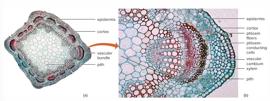 <p>Primary xylem and primary phloem. Adds secondary xylem and secondary phloem</p>