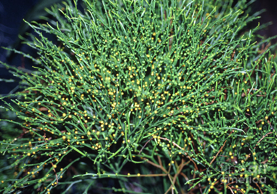 <p>Whisk ferns </p>
