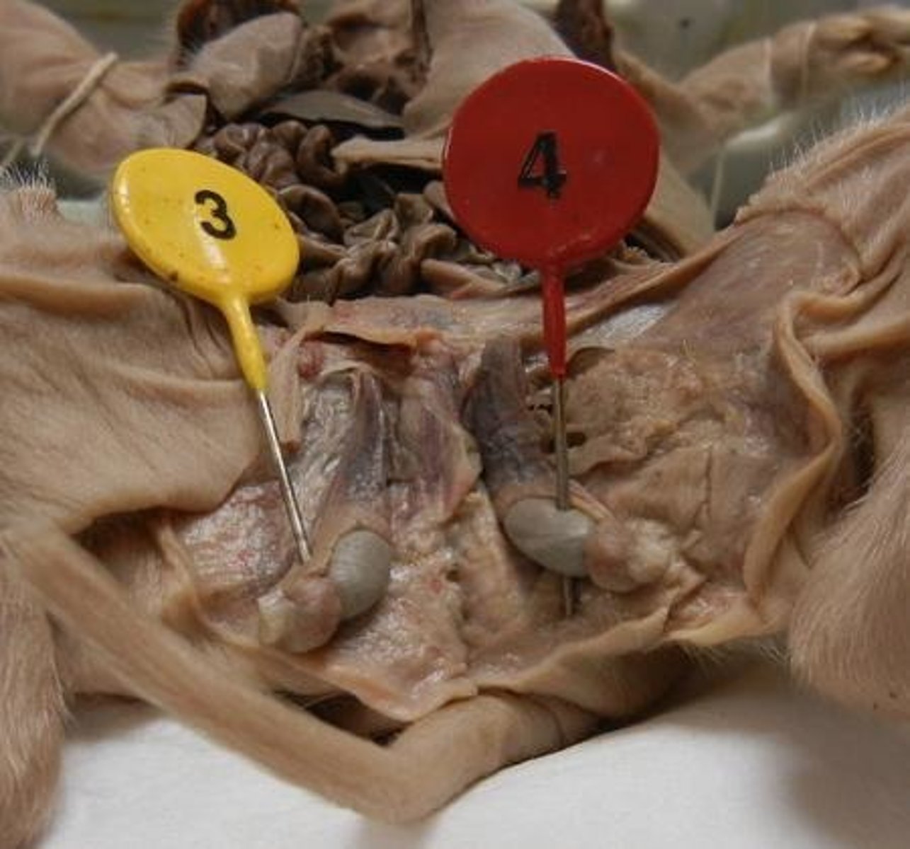 <p>What organ is this and what is its function?</p>