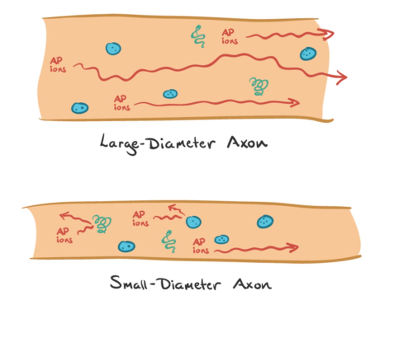 <p>the larger the axon diameter, the quicker the conduction of an action potential due to quicker signal transmission</p><p>--&gt; because a larger axon experiences less resistance to ion flow (wider space means less opportunity for collision with obstacles)</p><p>in giant squid, axons can be up to 500 micrometers and conduct impulses at 25m per second</p><p>--&gt; this allows for a very fast escape response as there is rapid signal transmission to muscles controlling jet propulsion</p><p>*this is a key evolutionary adaptation in giant squid</p>