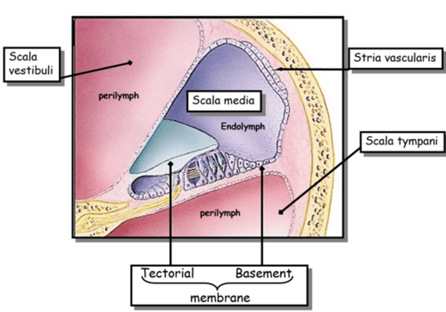 <p>What are the 3 chambers of the cochlea?</p>