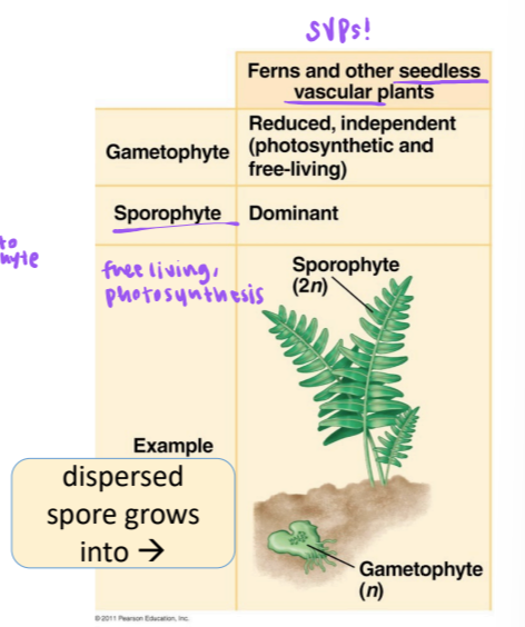 <p>gametophyte-sporophyte relationship in SVPs (ferns and other seedless vascular plants</p>