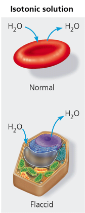 <p>isotonic </p>